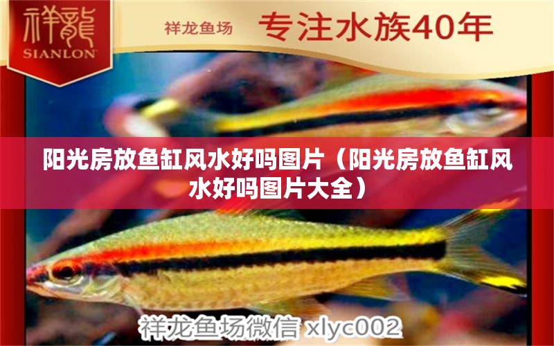 陽(yáng)光房放魚缸風(fēng)水好嗎圖片（陽(yáng)光房放魚缸風(fēng)水好嗎圖片大全）