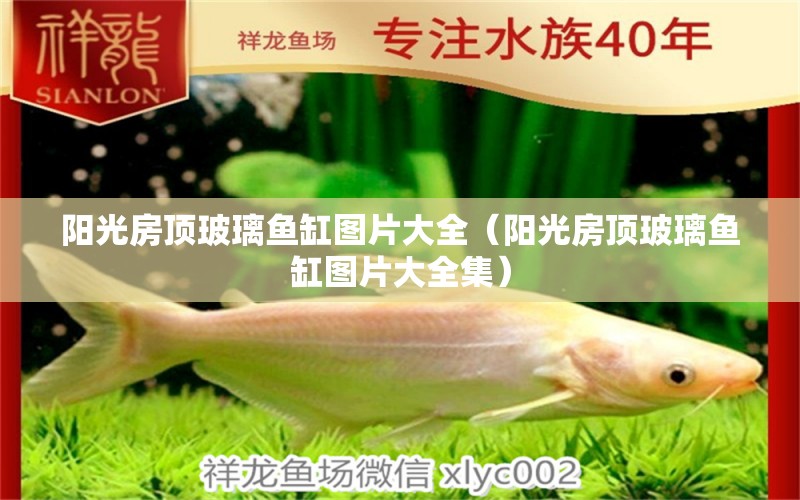 陽(yáng)光房頂玻璃魚(yú)缸圖片大全（陽(yáng)光房頂玻璃魚(yú)缸圖片大全集）