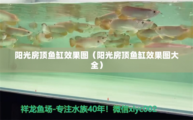 陽光房頂魚缸效果圖（陽光房頂魚缸效果圖大全）