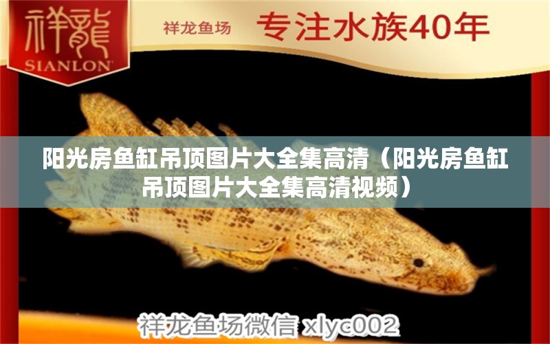 陽(yáng)光房魚(yú)缸吊頂圖片大全集高清（陽(yáng)光房魚(yú)缸吊頂圖片大全集高清視頻）