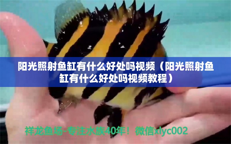 陽光照射魚缸有什么好處嗎視頻（陽光照射魚缸有什么好處嗎視頻教程） 委內(nèi)瑞拉奧里諾三間魚苗