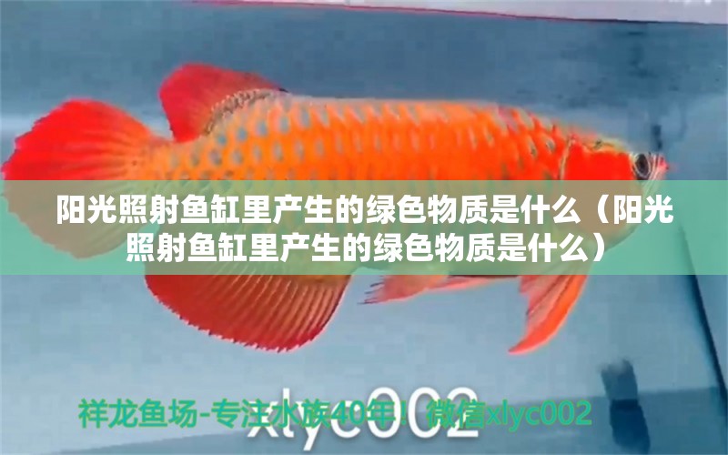 陽光照射魚缸里產生的綠色物質是什么（陽光照射魚缸里產生的綠色物質是什么） 祥龍水族醫(yī)院