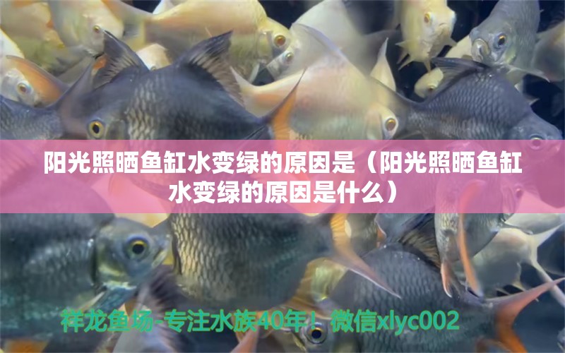 陽(yáng)光照曬魚(yú)缸水變綠的原因是（陽(yáng)光照曬魚(yú)缸水變綠的原因是什么） 黃吉金龍（白子金龍魚(yú)）