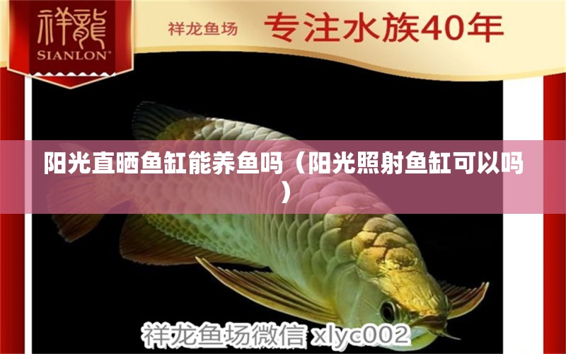 陽(yáng)光直曬魚(yú)缸能養(yǎng)魚(yú)嗎（陽(yáng)光照射魚(yú)缸可以嗎）