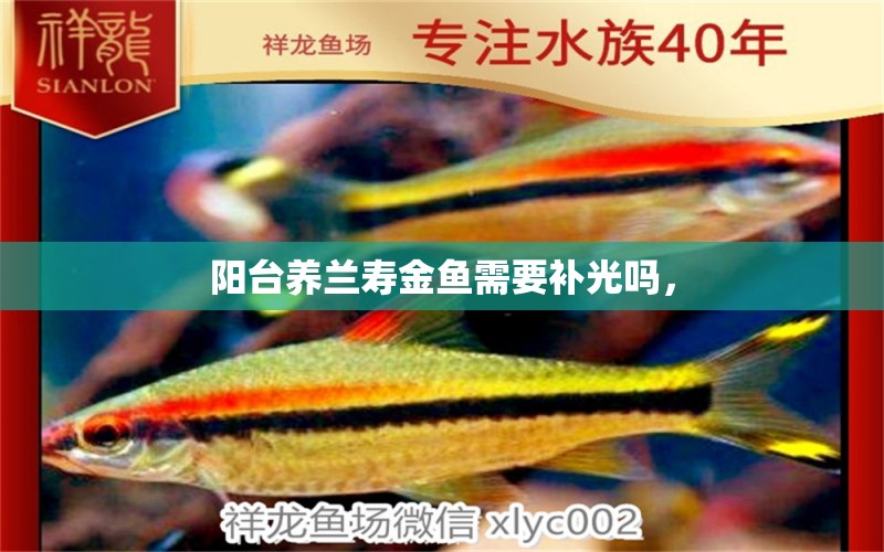 陽臺養(yǎng)蘭壽金魚需要補光嗎， 雙線側(cè)魚