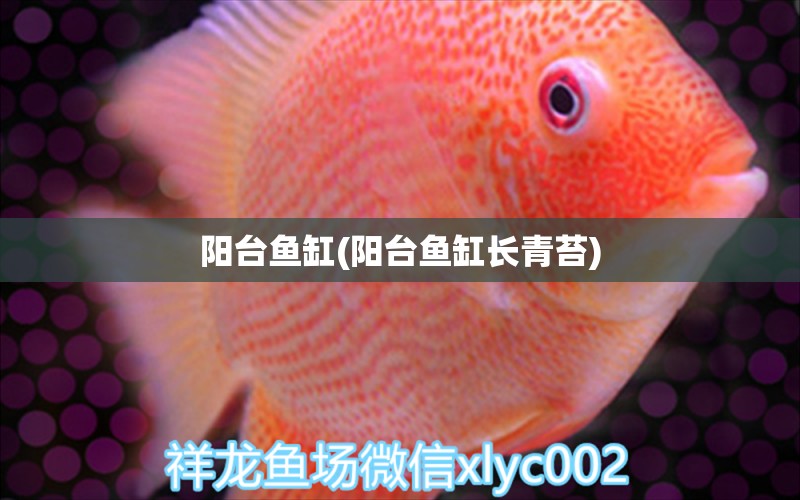 陽(yáng)臺(tái)魚(yú)缸(陽(yáng)臺(tái)魚(yú)缸長(zhǎng)青苔) 祥龍水族醫(yī)院