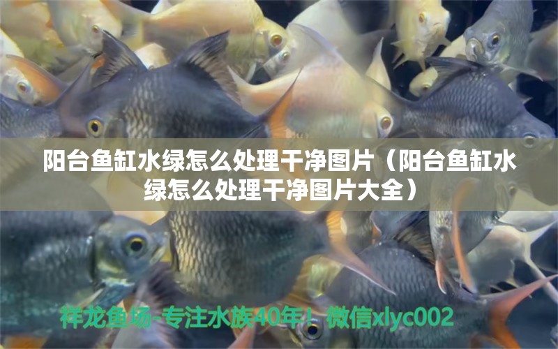 陽臺魚缸水綠怎么處理干凈圖片（陽臺魚缸水綠怎么處理干凈圖片大全）