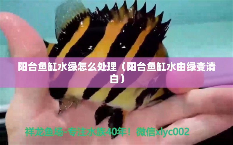 陽(yáng)臺(tái)魚(yú)缸水綠怎么處理（陽(yáng)臺(tái)魚(yú)缸水由綠變清白） 廣州觀賞魚(yú)批發(fā)市場(chǎng)