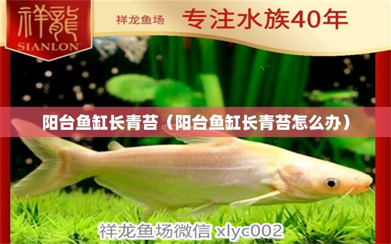 陽臺魚缸長青苔（陽臺魚缸長青苔怎么辦）