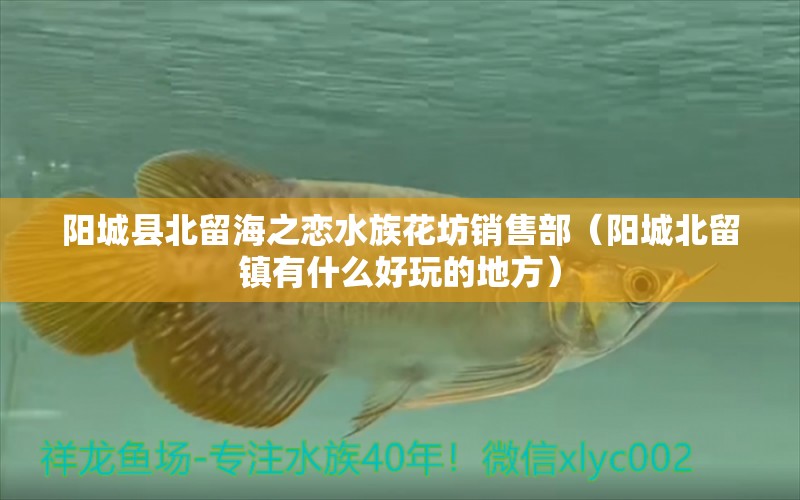 陽城縣北留海之戀水族花坊銷售部（陽城北留鎮(zhèn)有什么好玩的地方）