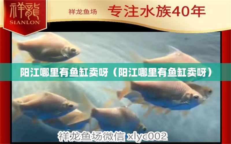 陽(yáng)江哪里有魚缸賣呀（陽(yáng)江哪里有魚缸賣呀）