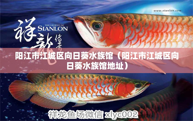 陽江市江城區(qū)向日葵水族館（陽江市江城區(qū)向日葵水族館地址）