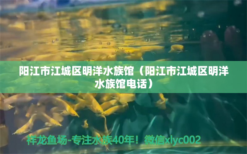 陽江市江城區(qū)明洋水族館（陽江市江城區(qū)明洋水族館電話）