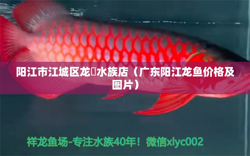 陽江市江城區(qū)龍魟水族店（廣東陽江龍魚價格及圖片） 全國水族館企業(yè)名錄