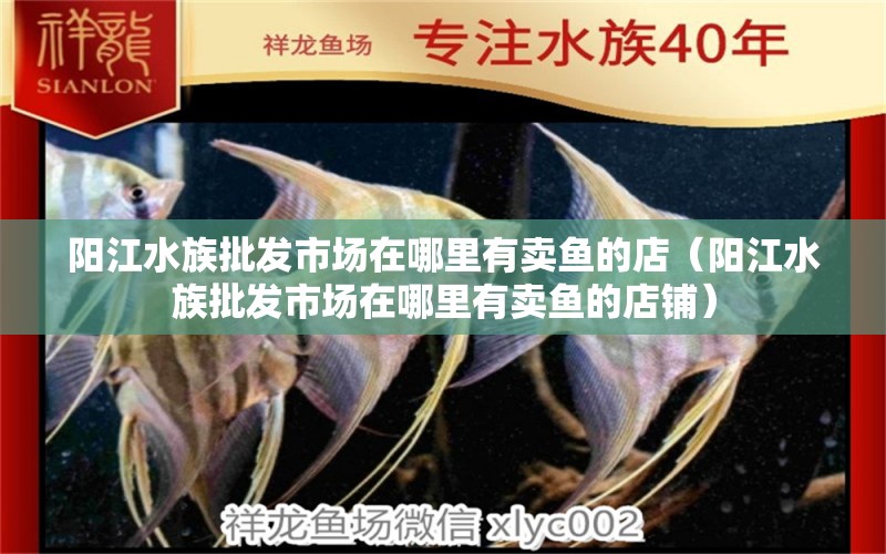 陽(yáng)江水族批發(fā)市場(chǎng)在哪里有賣魚的店（陽(yáng)江水族批發(fā)市場(chǎng)在哪里有賣魚的店鋪） 觀賞魚水族批發(fā)市場(chǎng)