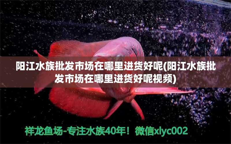 陽江水族批發(fā)市場在哪里進(jìn)貨好呢(陽江水族批發(fā)市場在哪里進(jìn)貨好呢視頻) 斯維尼關(guān)刀魚