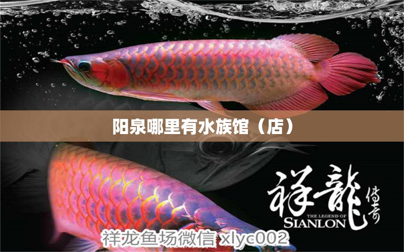 陽泉哪里有水族館（店） 觀賞魚水族批發(fā)市場