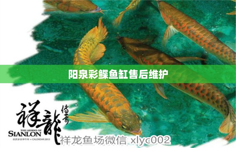 陽泉彩鰈魚缸售后維護(hù)