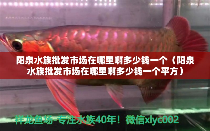 陽泉水族批發(fā)市場在哪里啊多少錢一個(gè)（陽泉水族批發(fā)市場在哪里啊多少錢一個(gè)平方） 觀賞魚水族批發(fā)市場