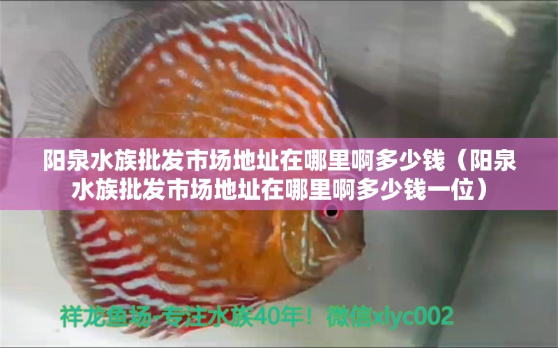 陽(yáng)泉水族批發(fā)市場(chǎng)地址在哪里啊多少錢(qián)（陽(yáng)泉水族批發(fā)市場(chǎng)地址在哪里啊多少錢(qián)一位）