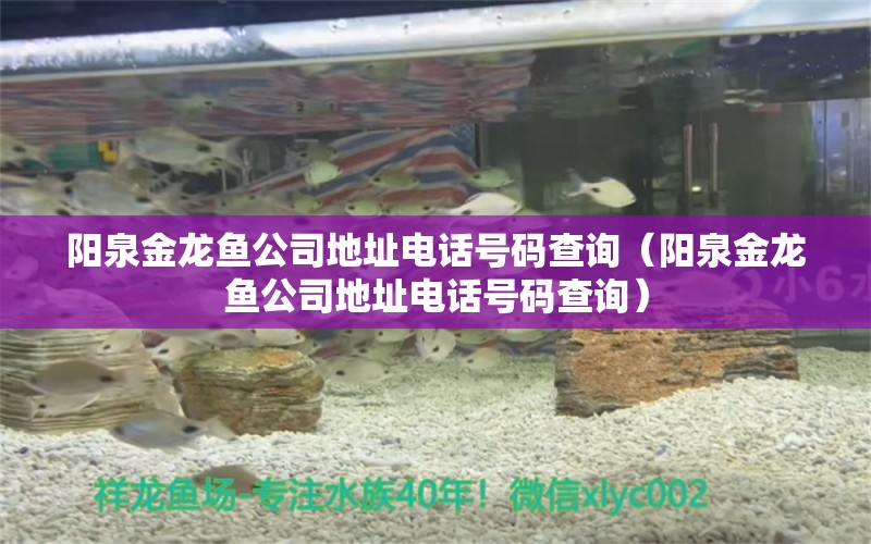 陽泉金龍魚公司地址電話號碼查詢（陽泉金龍魚公司地址電話號碼查詢）