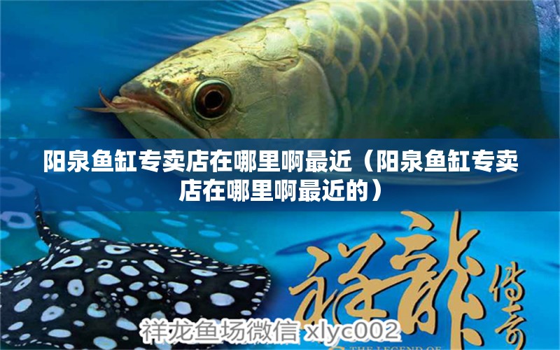 陽泉魚缸專賣店在哪里啊最近（陽泉魚缸專賣店在哪里啊最近的）