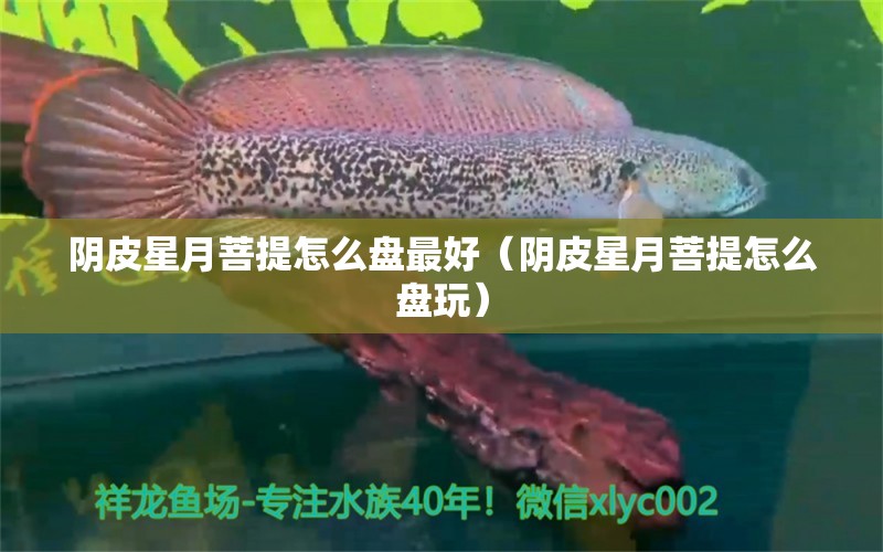 陰皮星月菩提怎么盤最好（陰皮星月菩提怎么盤玩）