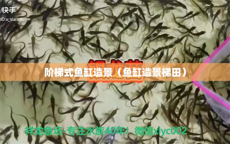 階梯式魚缸造景（魚缸造景梯田） 廣州觀賞魚批發(fā)市場