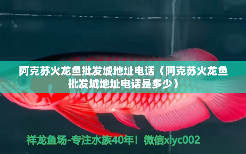 阿克蘇火龍魚批發(fā)城地址電話（阿克蘇火龍魚批發(fā)城地址電話是多少） 龍魚批發(fā)