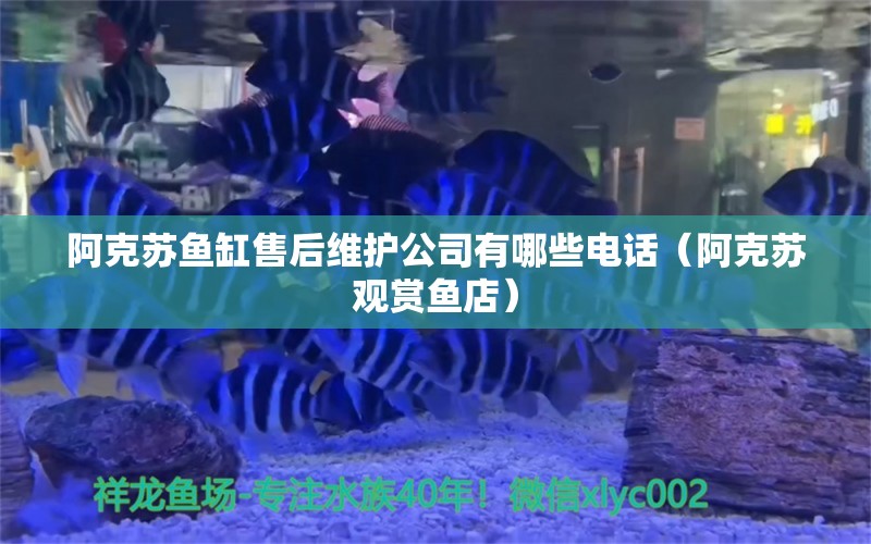 阿克蘇魚缸售后維護公司有哪些電話（阿克蘇觀賞魚店） 其他品牌魚缸