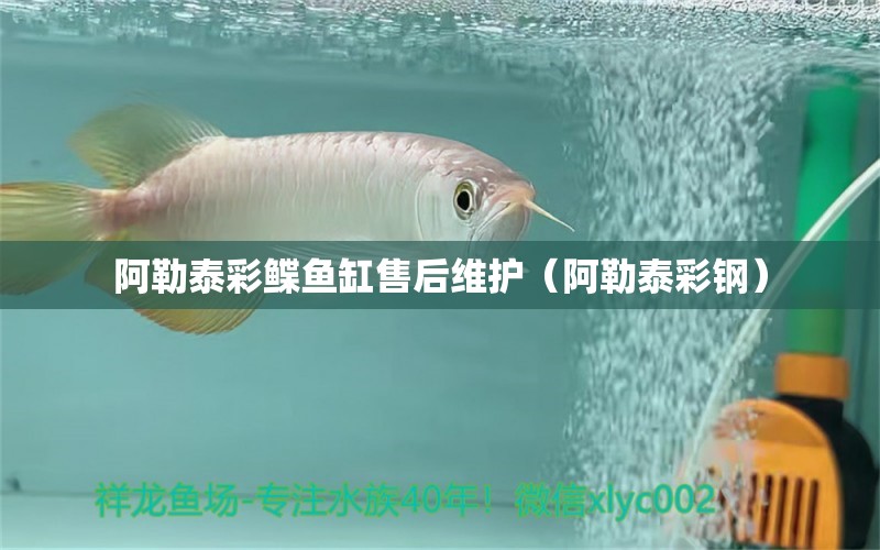 阿勒泰彩鰈魚缸售后維護(hù)（阿勒泰彩鋼） 彩鰈魚缸（彩蝶魚缸）