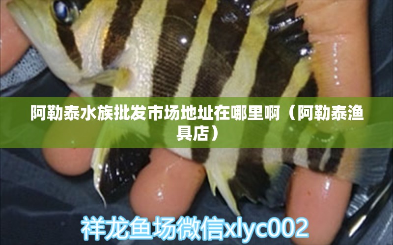 阿勒泰水族批發(fā)市場地址在哪里?。ò⒗仗O具店） 一眉道人魚苗 第1張