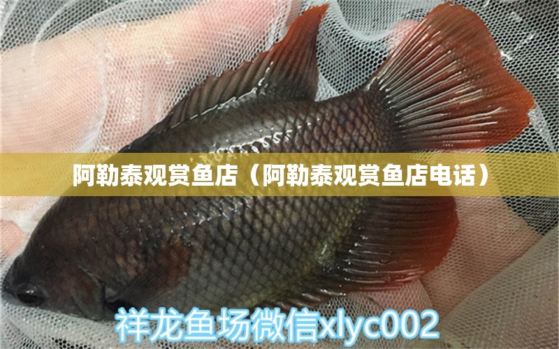 阿勒泰觀賞魚店（阿勒泰觀賞魚店電話） 觀賞魚市場