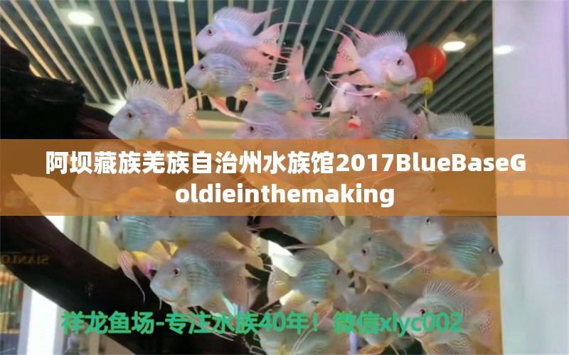 阿壩藏族羌族自治州水族館2017BlueBaseGoldieinthemaking 皇冠黑白魟魚