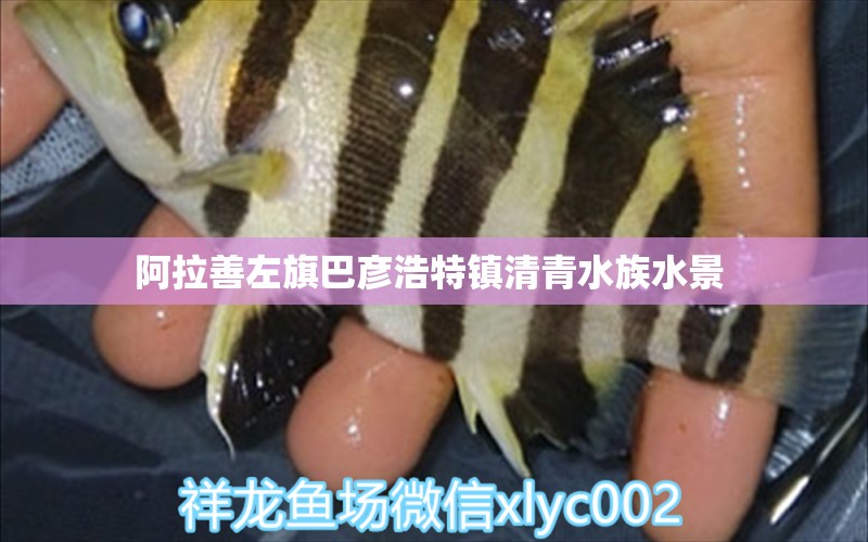 阿拉善左旗巴彥浩特鎮(zhèn)清青水族水景  全國水族館企業(yè)名錄 第1張