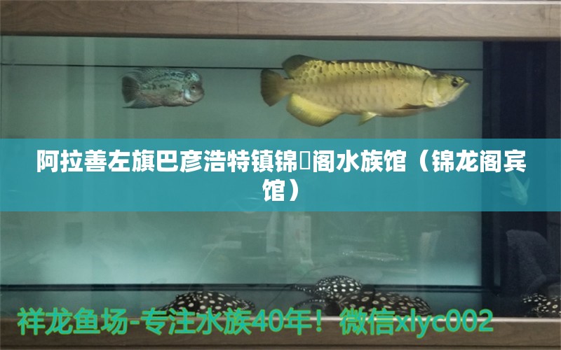 阿拉善左旗巴彥浩特鎮(zhèn)錦龍閣水族館（錦龍閣賓館）