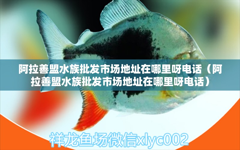 阿拉善盟水族批發(fā)市場地址在哪里呀電話（阿拉善盟水族批發(fā)市場地址在哪里呀電話） 觀賞魚水族批發(fā)市場