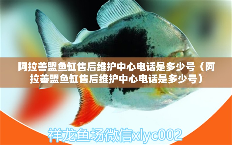 阿拉善盟魚(yú)缸售后維護(hù)中心電話是多少號(hào)（阿拉善盟魚(yú)缸售后維護(hù)中心電話是多少號(hào)） 其他品牌魚(yú)缸