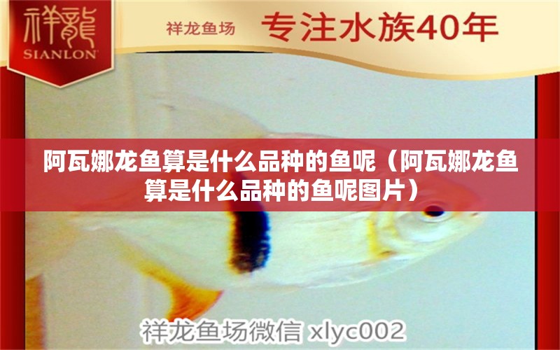 阿瓦娜龍魚(yú)算是什么品種的魚(yú)呢（阿瓦娜龍魚(yú)算是什么品種的魚(yú)呢圖片）