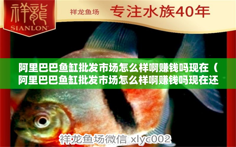 阿里巴巴魚缸批發(fā)市場怎么樣啊賺錢嗎現(xiàn)在（阿里巴巴魚缸批發(fā)市場怎么樣啊賺錢嗎現(xiàn)在還有嗎） 觀賞魚市場（混養(yǎng)魚）