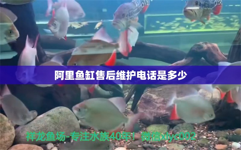 阿里魚缸售后維護電話是多少 其他品牌魚缸