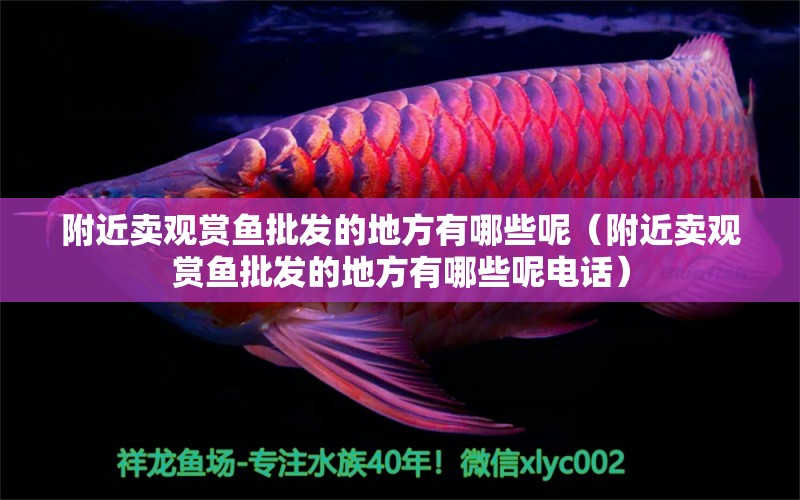 附近賣觀賞魚批發(fā)的地方有哪些呢（附近賣觀賞魚批發(fā)的地方有哪些呢電話） 觀賞魚批發(fā)