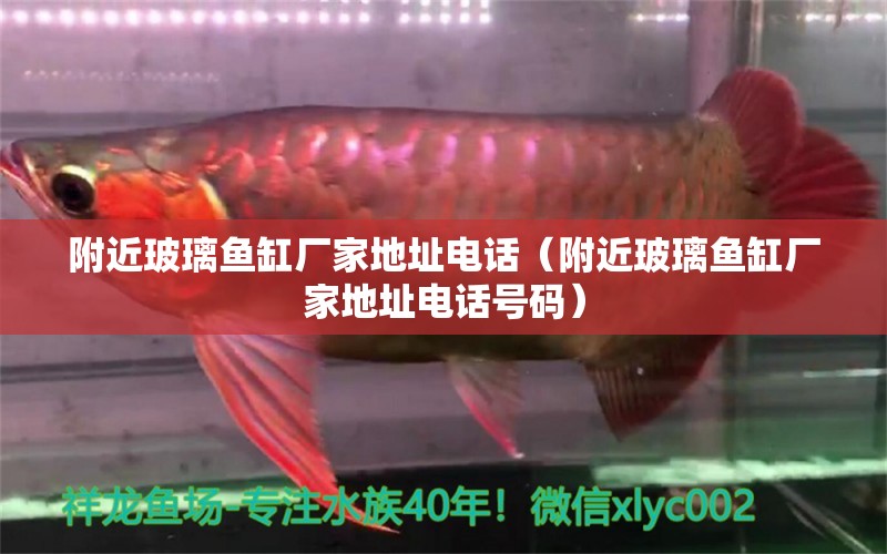 附近玻璃魚缸廠家地址電話（附近玻璃魚缸廠家地址電話號(hào)碼） 虎魚魚苗