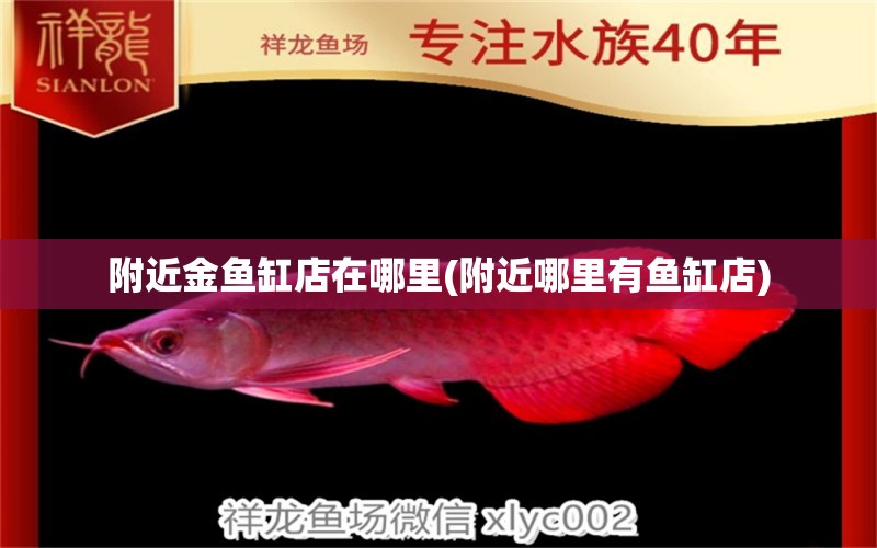 附近金魚缸店在哪里(附近哪里有魚缸店) 委內(nèi)瑞拉奧里諾三間魚苗