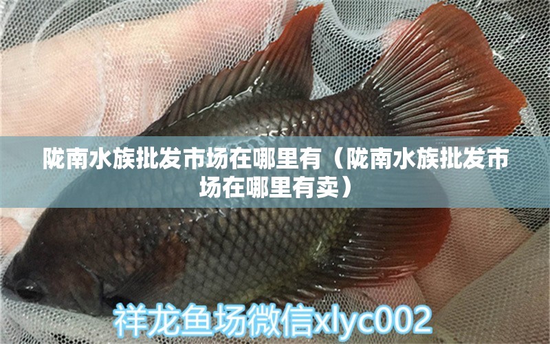 隴南水族批發(fā)市場在哪里有（隴南水族批發(fā)市場在哪里有賣）