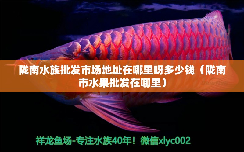 隴南水族批發(fā)市場地址在哪里呀多少錢（隴南市水果批發(fā)在哪里） 觀賞魚水族批發(fā)市場