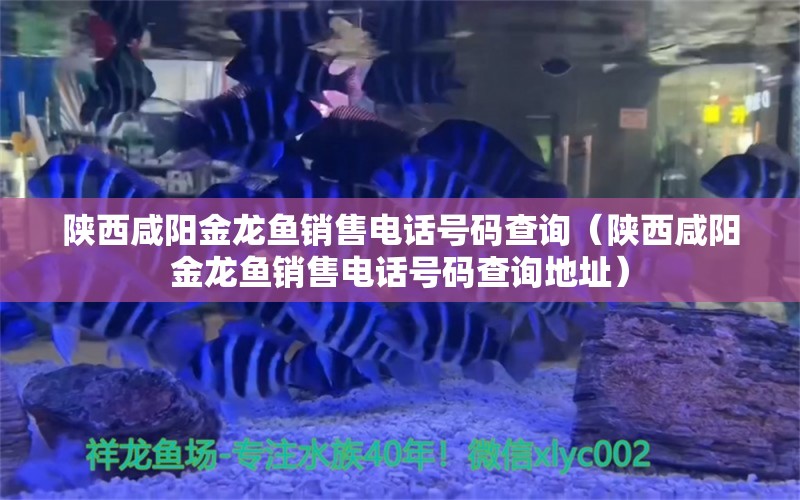 陜西咸陽金龍魚銷售電話號碼查詢（陜西咸陽金龍魚銷售電話號碼查詢地址）