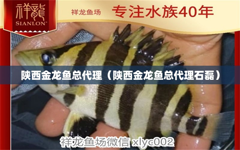 陜西金龍魚總代理（陜西金龍魚總代理石磊）