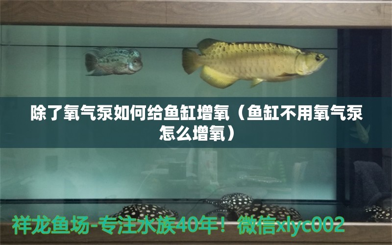 除了氧氣泵如何給魚缸增氧（魚缸不用氧氣泵怎么增氧）