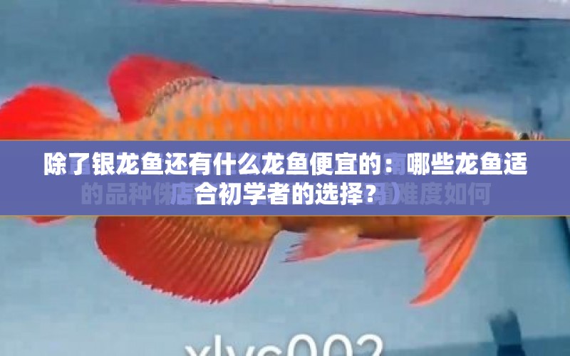 除了銀龍魚還有什么龍魚便宜的：哪些龍魚適合初學(xué)者的選擇？ 水族問答 第2張